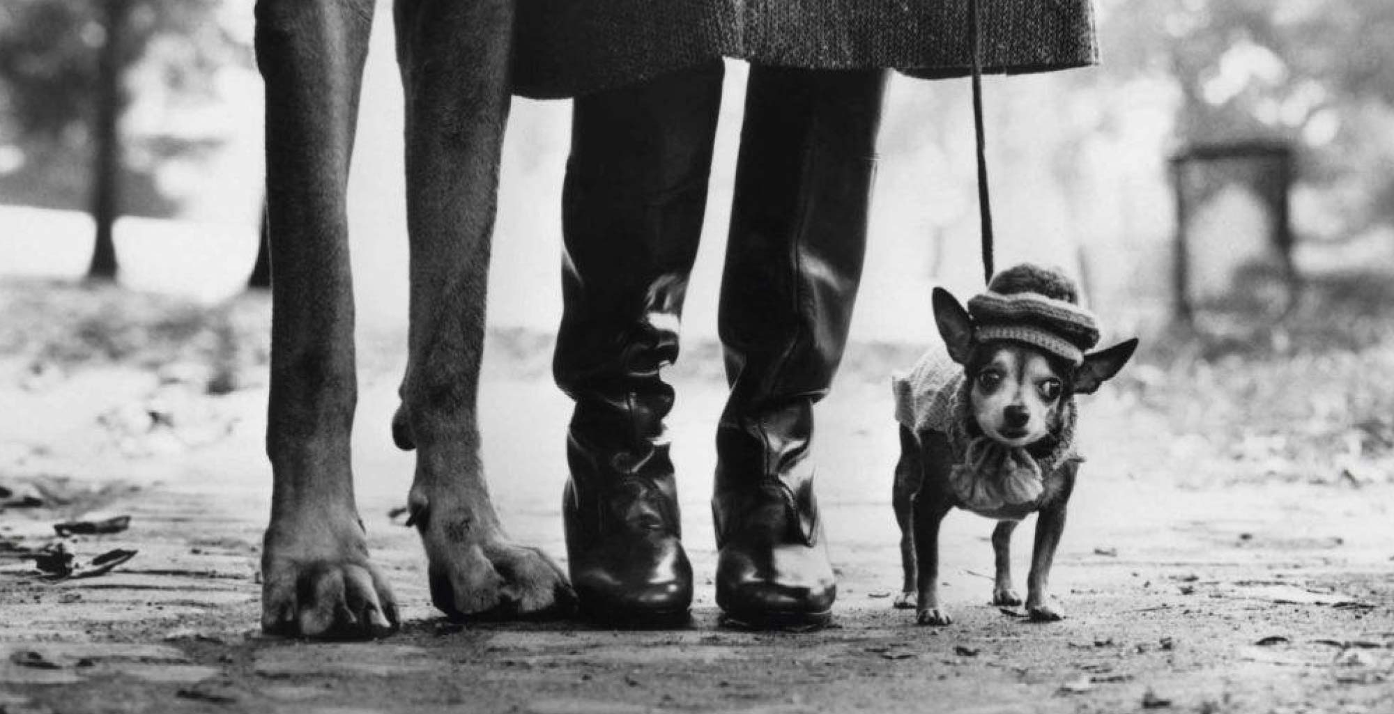 Immagine mostra Elliott Erwitt