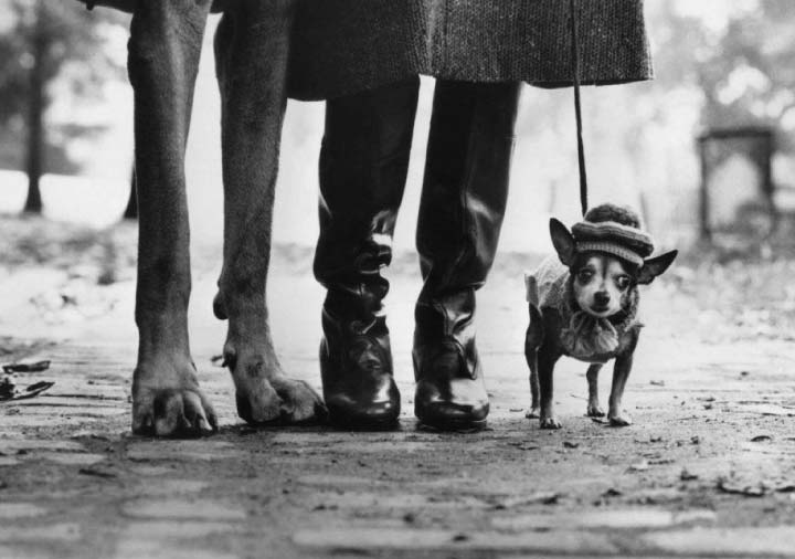 Copertina mostra - Elliott Erwitt - Palazzo Bonaparte